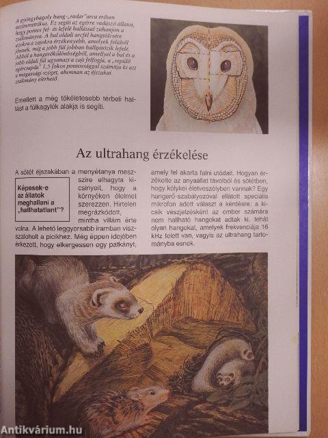 Ahogy az állatok látnak, hallanak és éreznek