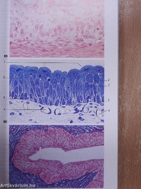 Taschenatlas der Zytologie, Histologie und mikroskopischen Anatomie