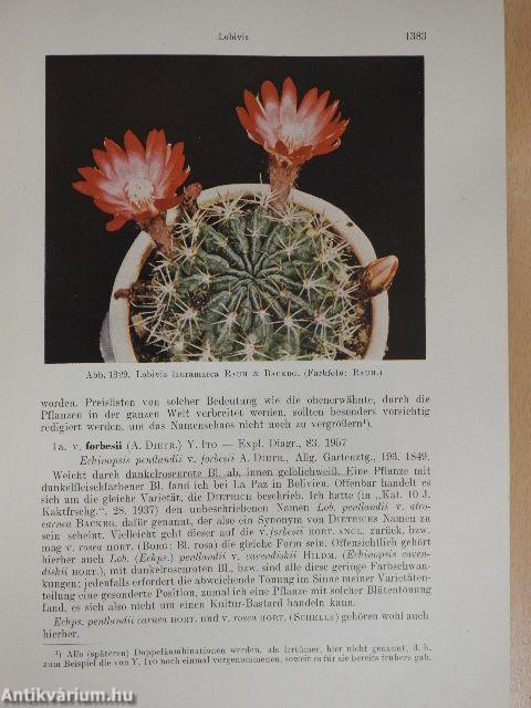 Die Cactaceae III.