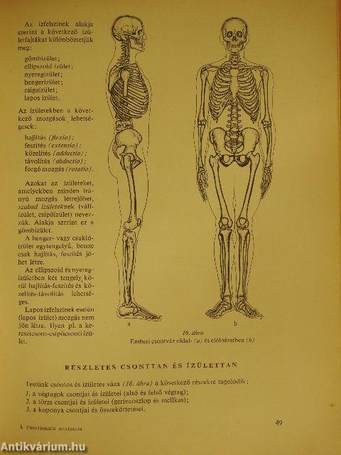 Functionalis anatomia