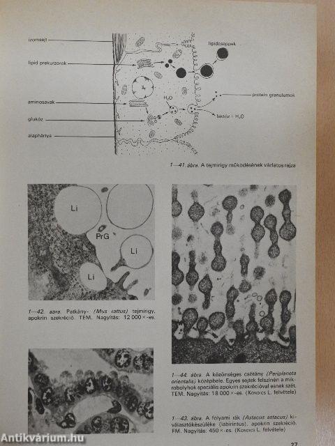 Összehasonlító szövettan