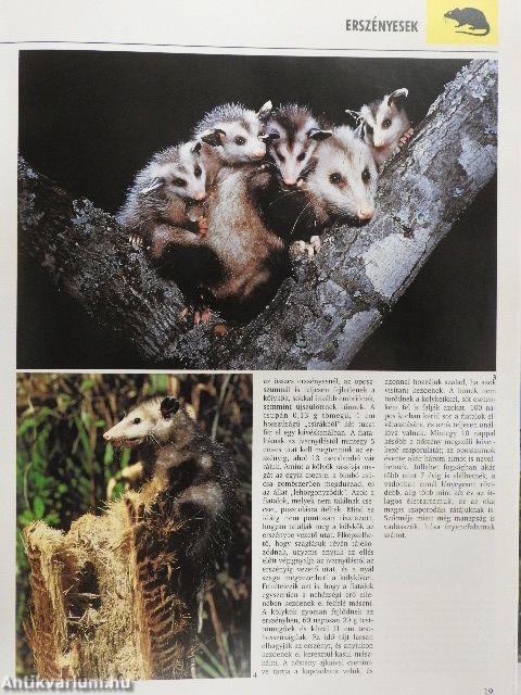 Emlősök Ausztráliában és Afrikában