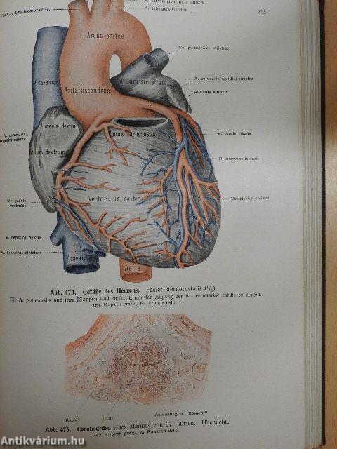 Lehrbuch und Atlas der Anatomie des Menschen II.