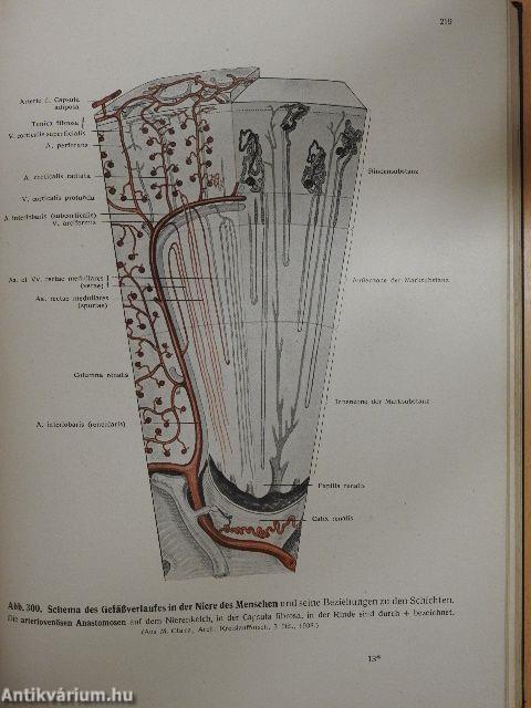 Lehrbuch und Atlas der Anatomie des Menschen II.