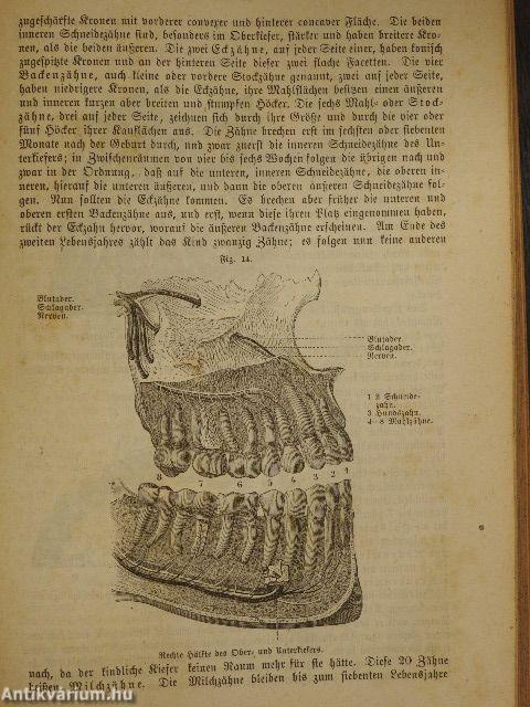 Naturgeschichte der drei Reiche I. (töredék)(gótbetűs)