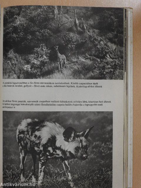 Az állatok nagy képeskönyve