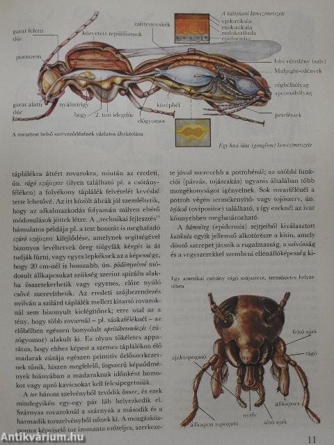 A csodálatos rovarvilág