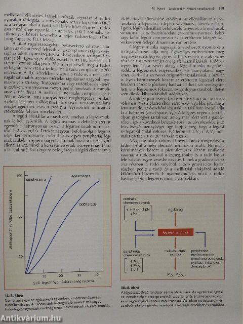 Cecil - A belgyógyászat lényege