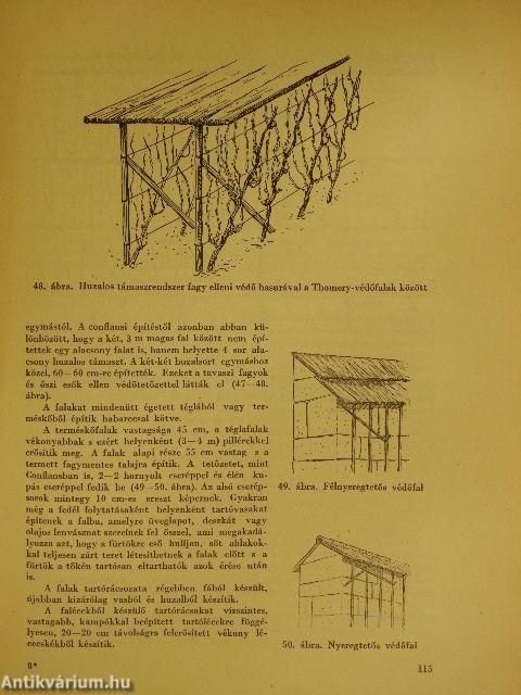 Csemegeszőlő