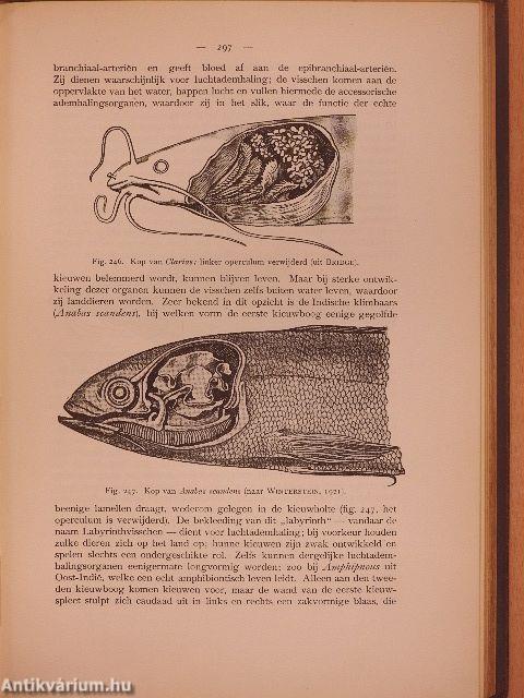 Leerboek der vergelijkende ontleedkunde van de vertebraten (ifj. Dr. Entz Géza könyvtárából)