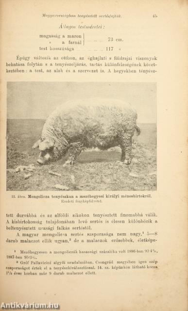 A sertés Magyarországban