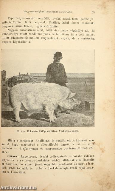 A sertés Magyarországban