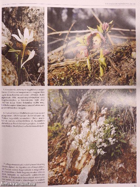 Szülőföldünk szép határa