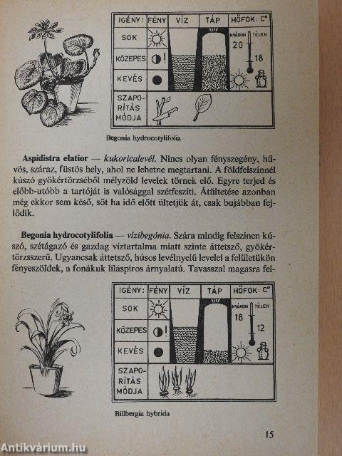 Válaszok szobanövény-kedvelők kérdéseire