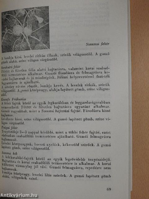 Házikertek zöldségfajtái