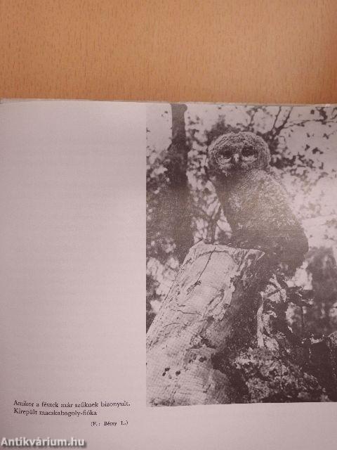 Madarakról - Mindenkinek