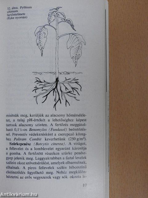 A mikulásvirág