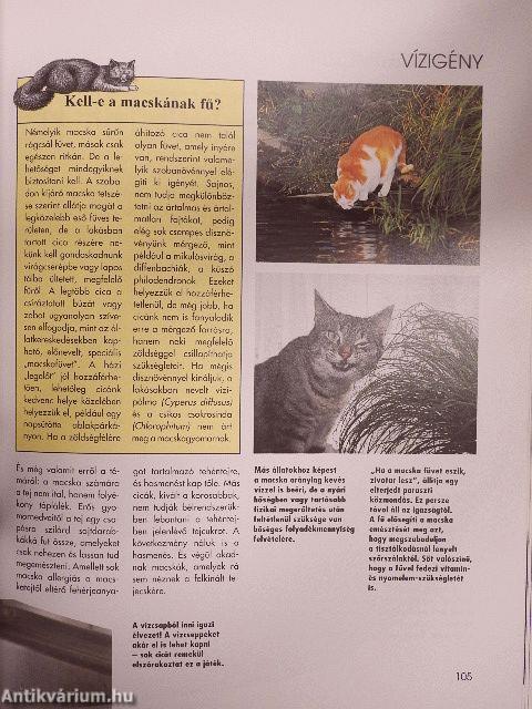 Értsük meg a cicánkat!