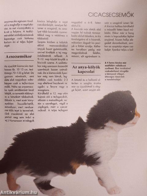 Értsük meg a cicánkat!