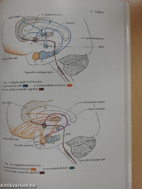 Neurológia, Neuropszichológia