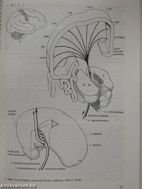 Neurológia, Neuropszichológia