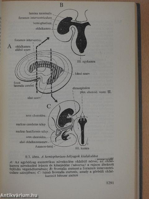 Functionalis anatomia 3.