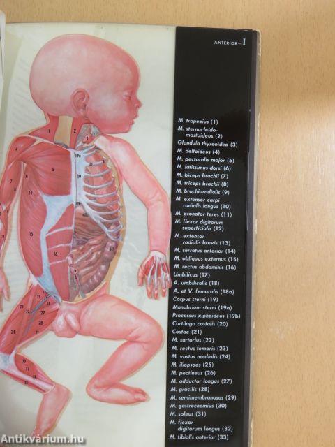 The Infant in Anatomical Transparencies