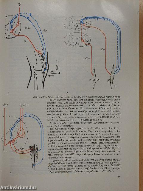 A klinikai neurologia alapjai