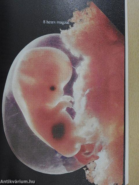 Lenni vagy nem lenni