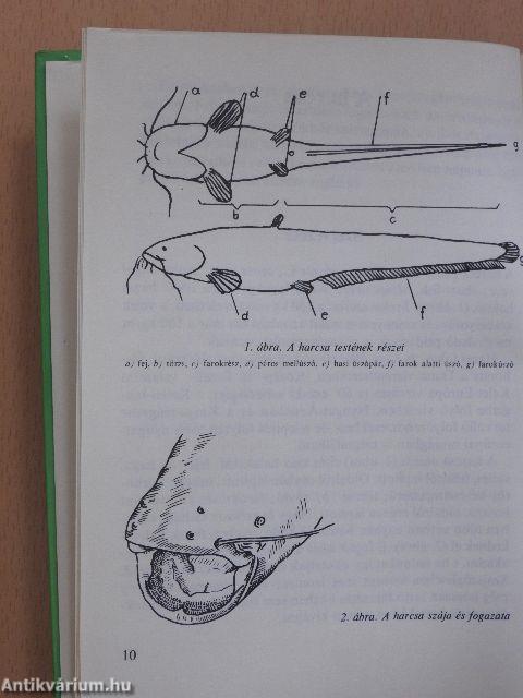 A harcsa és horgászata