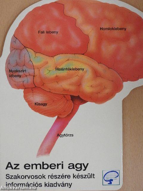 Az emberi agy