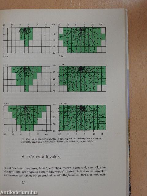 Kukoricáról a termelőknek