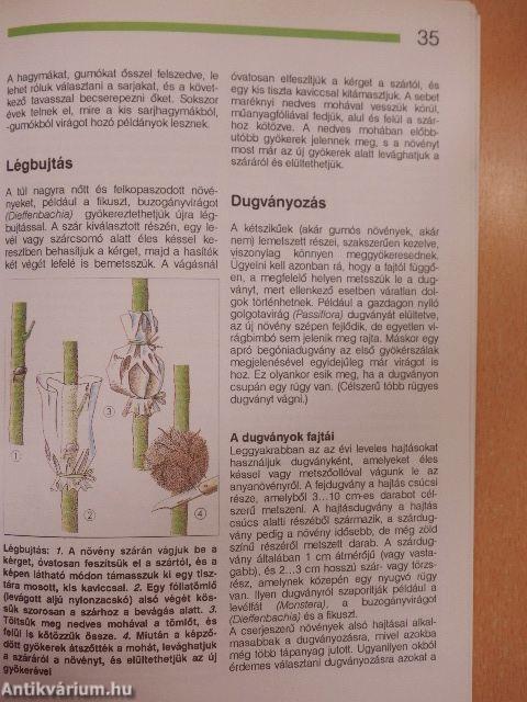 Hálás szobanövények