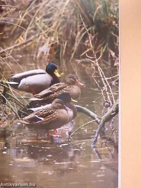 Vadászévkönyv 2020