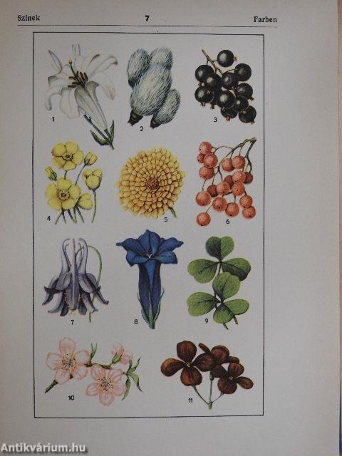 Magyar-német szemléltető szótár