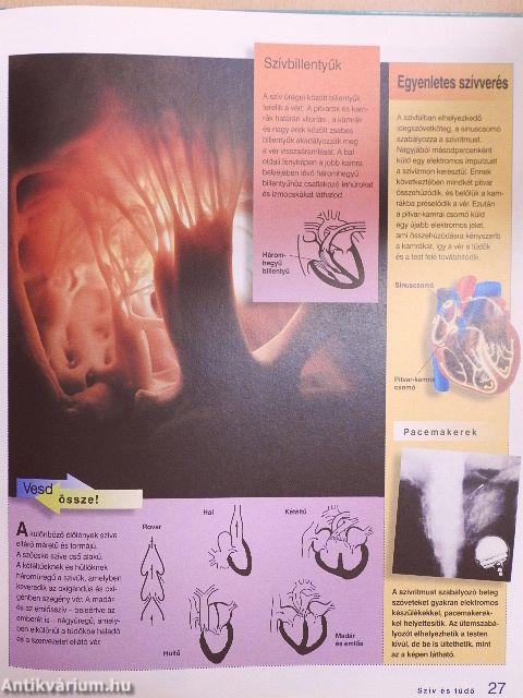 Az emberi test