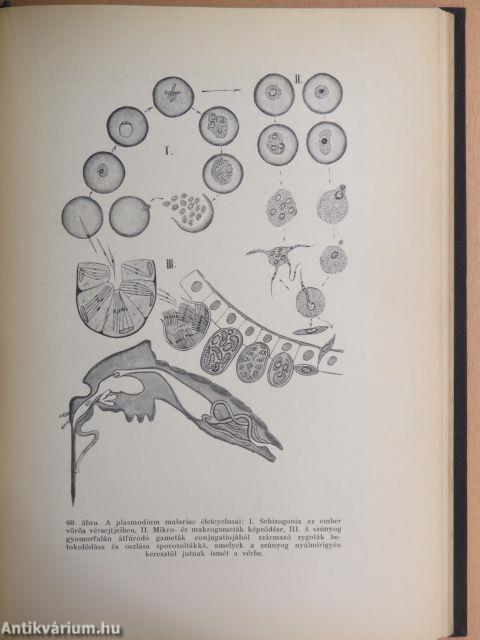 Általános biologia