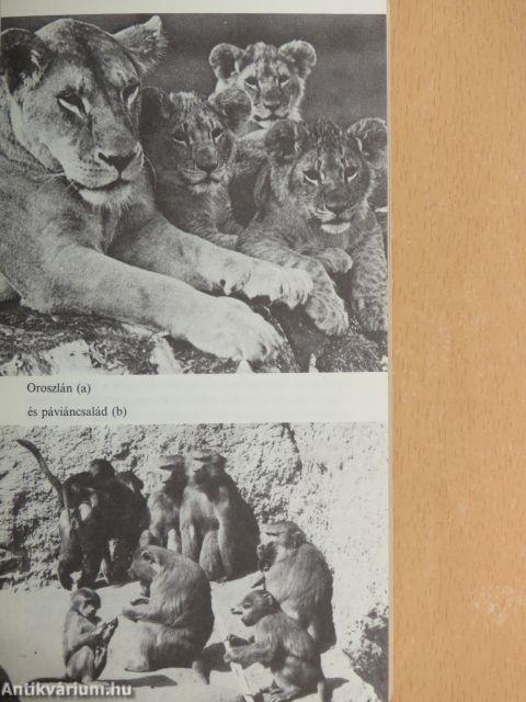 Üvöltés az éjszakában