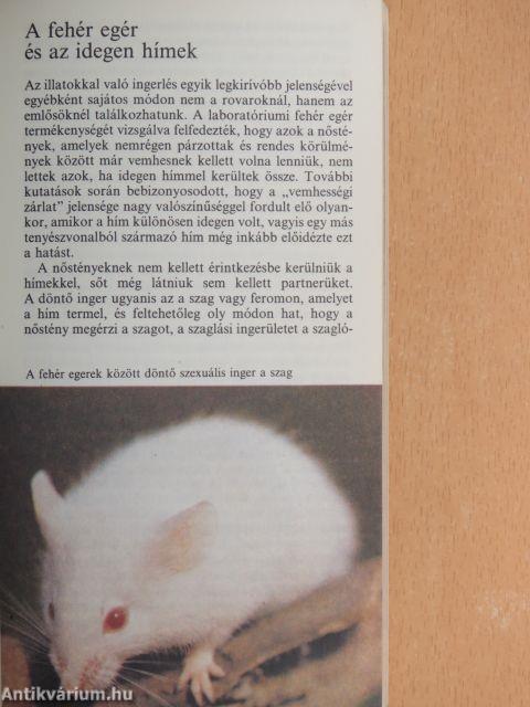 Üvöltés az éjszakában