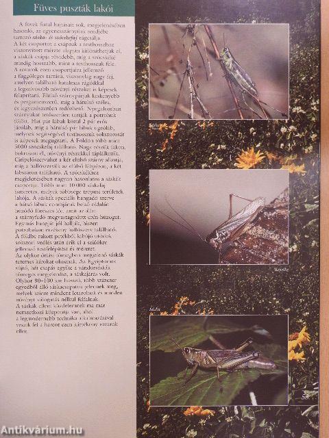 Barangolás az állatvilágban