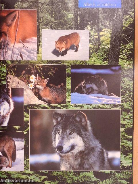 Barangolás az állatvilágban