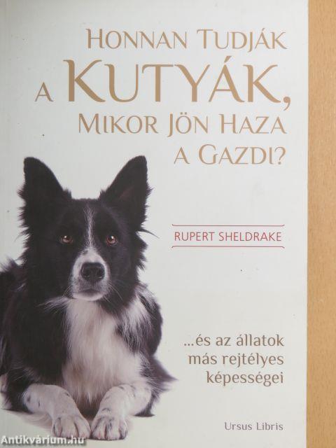 Honnan tudják a kutyák, mikor jön haza a gazdi?