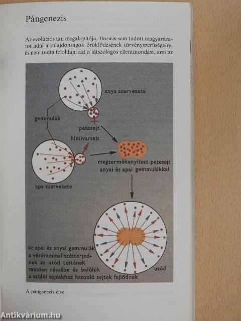 Genetikai ábécé