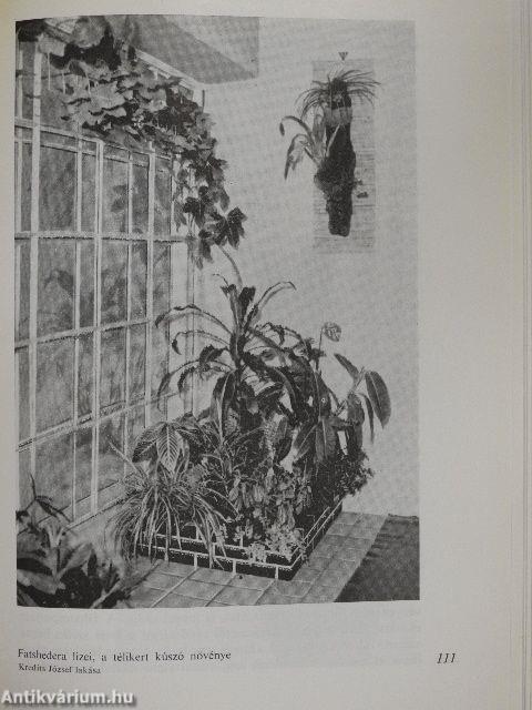 Levéldísznövények