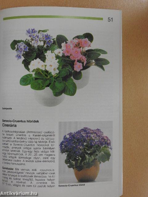 Hálás szobanövények