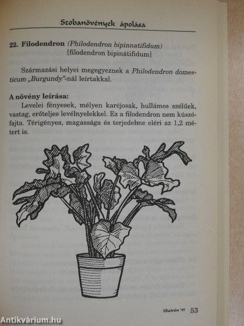 Szobanövények ápolása