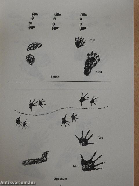 Fur Trapping in North America