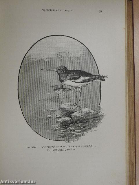 Az északi madárhegyek tájáról