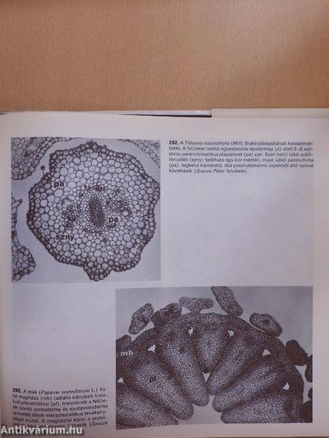 Mikroszkópos növényanatómia
