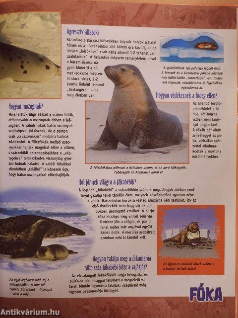 Az egyenlítőtől a sarkvidékig